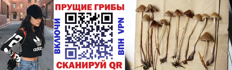 Купить закладки  Нестеровская  Псилоцибиновые грибы Psilocybine cubensis 